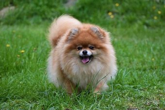 Pomeranian - 17