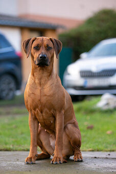 Rhodéský Ridgeback - štěňátka s PP - 17