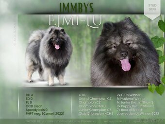 Německý špic vlčí / keeshond prodám kvalitní štěňata s PP - 17
