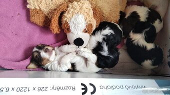 Štěňata biewer yorkshire bez PP - 17
