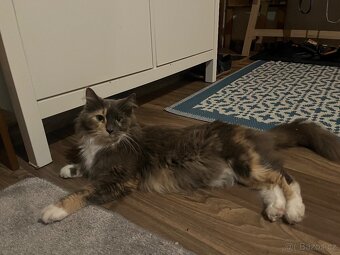 Maine coon mačiatka - 17