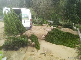 Tuja Smaragd, vavrínovec, červienka - Hodonin - 17