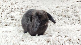 Zakrslý beránek, králíček, králík - BIBI - 17