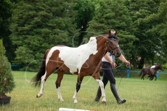 Huculská klisna, hucul, homozygotní Tobiano, pony, malý kůň - 17