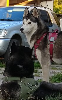 Sibiřský husky bez PP - poslední 3 kluci - 17