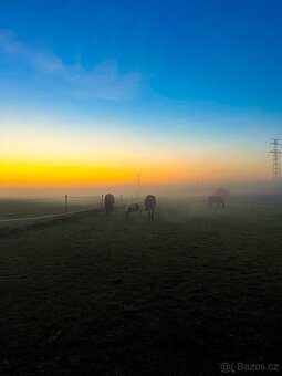 Pastevní ustájení v klidné rodinné stáji od JARA - 17
