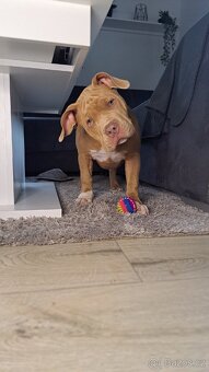 American Bully standard - k odběru - 17