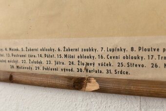 Staré školní plakáty anatomické (různé druhy) - 17