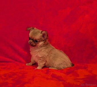 Čivava dlouhosrstá s PP- pejsci a fenky - 17