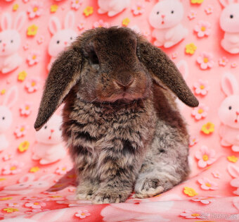 Zakrslí rex beránci s VP . - 17