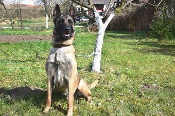 Malinoiska Naomi hledá domov - 17