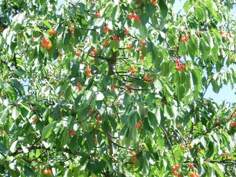 Mankovice - garáž - 17