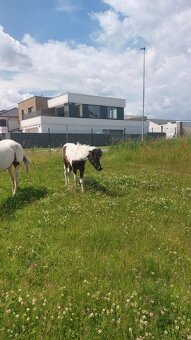 Prodám hřebce APH  atraktivní barvy - 17
