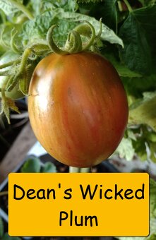 Semínka rajčata - různé druhy - 17