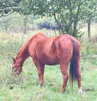 Quarter horse klisna - 17