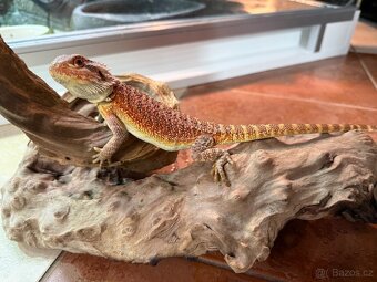 MLÁĎATA AGAMY VOUSATÉ K PRODEJI - 17