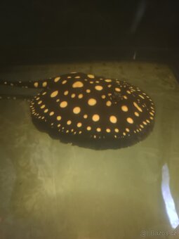 Rejnok Black Diamond - 17