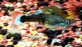 Paví očka Guppky Prachaticko - 17