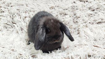 Zakrslý beránek, králíček, králík - BIBI - 17