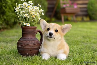 WELSH CORGI PEMBROKE S PP - 17