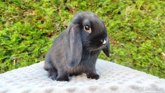 Zakrslý beránek, králíček, králík - PEGGY - 17