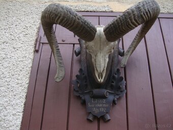 Starožitná Mufloní trofej Muflon 1912 medailové rozměry top - 17