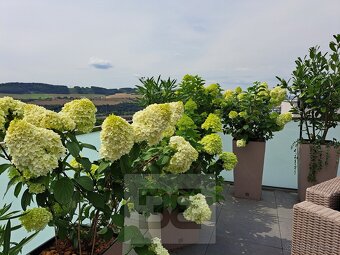 Pronájem luxusního bytu 4+kk, 138 m2 + dvě terasy, garáž a p - 17