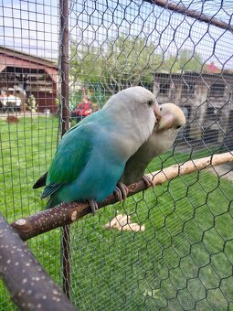 Agapornis růžohrdlý 🦜 - 17