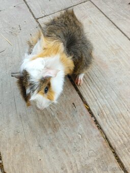 Morčata - samečci - 17