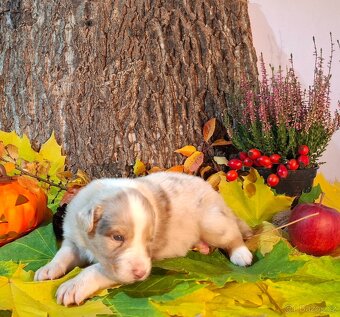 Australský ovčák s PP - 17