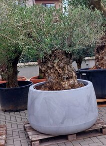 Olivovníky různé velikosti - 17