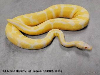 Krajta královská subadult a adult - 17