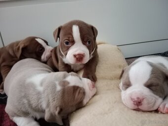 American Bully POCKET/Standard TOP krevní linie - 17