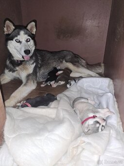 Sibiřský Husky - štěně - 17