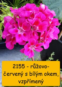 Balkonovky - muškáty, tabák, lobelka a další - možné poslat - 17