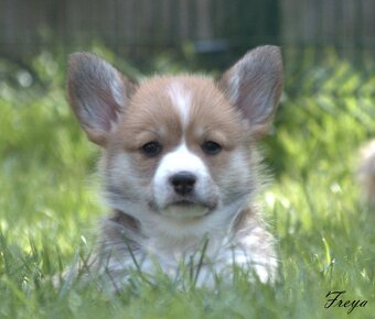 Welsch corgi pembroke s PP - 17