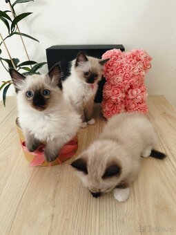 3 krásná koťátka plemene Ragdoll 🖤🐈 - 17