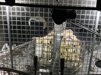 New Holland + Palms - 17