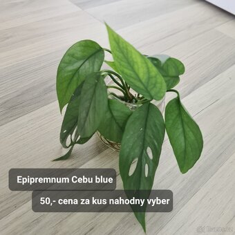 Pokojovky / pokojove rostliny - 17