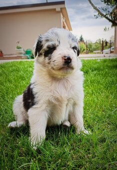 Border kolie - 17