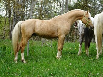 Prodám hřebečka Welsh pony, sekce B, s PP. - 17