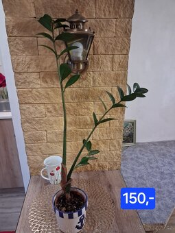 Pokojové rostliny 1 - 17