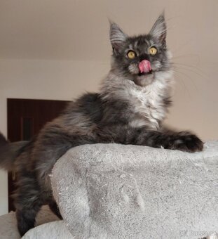Maine coon, nainska myvalia s PP - 17