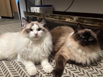 Koťátka Ragdoll - 17