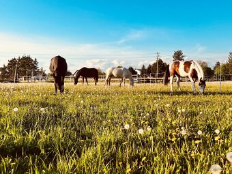 Nabízím aktivní ustájení-Paddock Paradise - 17
