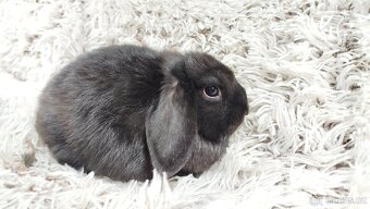 Zakrslý beránek, králíček, králík-BRUNO - 17