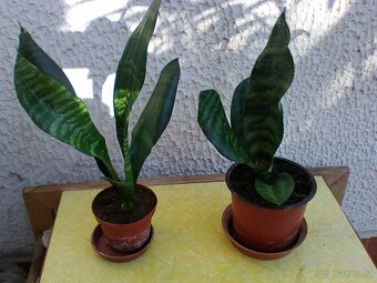 Pokojové květiny - 17