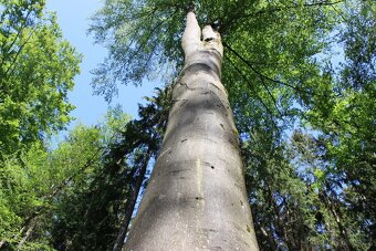 Prodej nevytěženého lesa u Luhačovic - 3,25 ha - 17