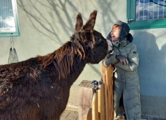 OSEL OSLÍK OSLÍČEK - 17