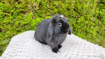Zakrslý beránek, králíček, králík - ELLA - 17